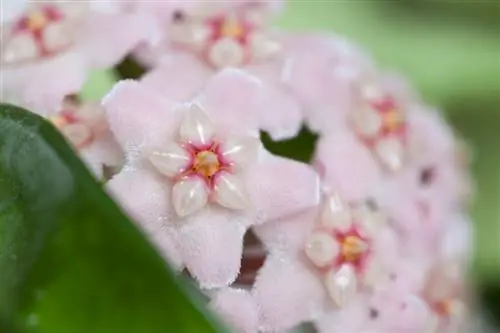 Flor de cera venenosa para los humanos.