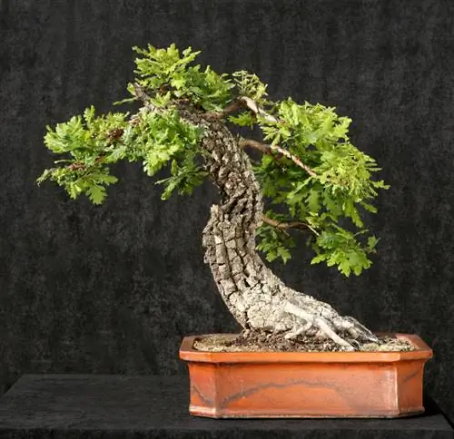 Growing an oak tree as a bonsai tree: step-by-step instructions