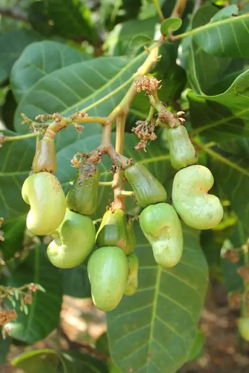 Grootste cashew-boom ter wêreld