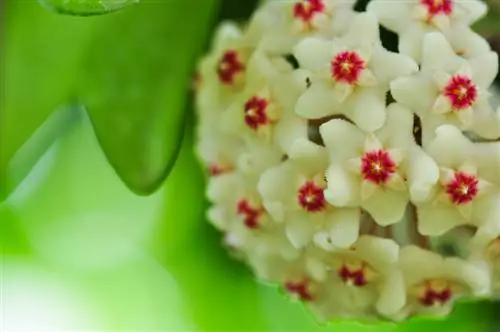 Fleur de cire toxique