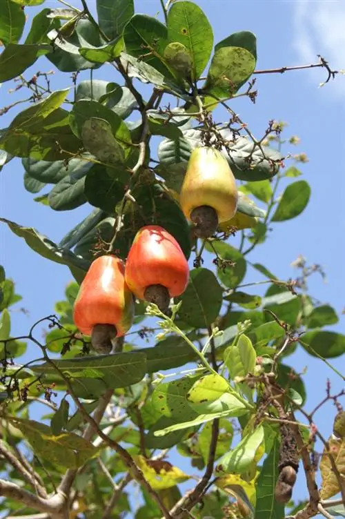 קציר אגוזי קשיו