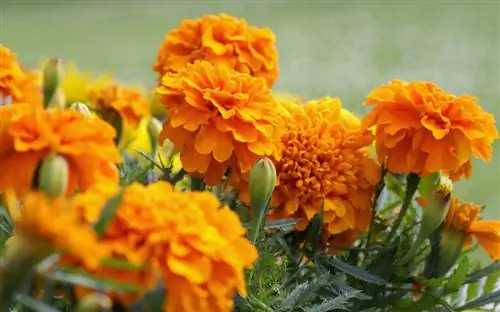 Tagetes: Marigold nematodalarga qarshi yordamchi sifatida