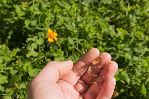 קציר זרעי ציפורן חתול: כך מפיצים את פרח הקיץ