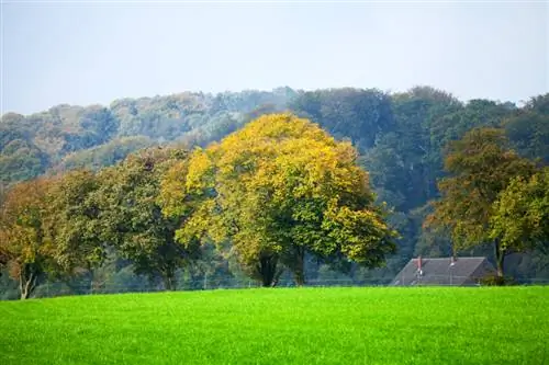 La quercia: perché è l'albero tedesco per eccellenza?