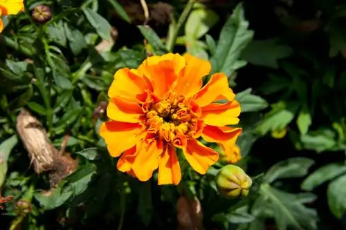 Menabur marigold sendiri: langkah demi langkah menuju kesuksesan