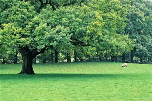 Oak deposits