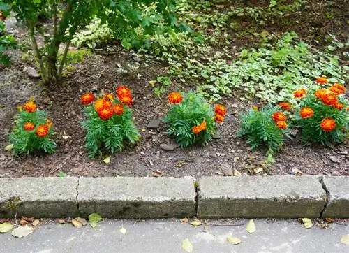 Taman kebahagiaan dengan marigold: Apa yang harus Anda perhatikan saat memilih lokasi?