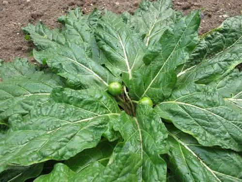 Growing Mandrake Growing Mandrake