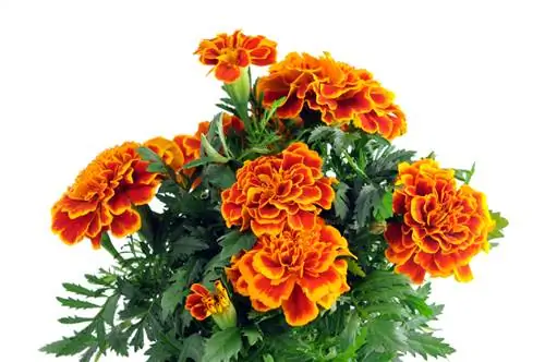 Tagetes: Overwinter ประสบความสำเร็จและได้รับความสุข