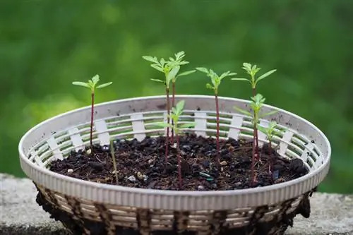 Multiply marigolds: Ito ay kung paano ito gumagana nang mabilis at madali