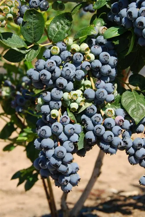 Arándanos cultivados en el huerto: cultivo, cuidado y cosecha