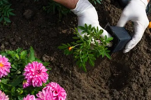 Cultivar caléndulas con éxito: consejos y trucos importantes