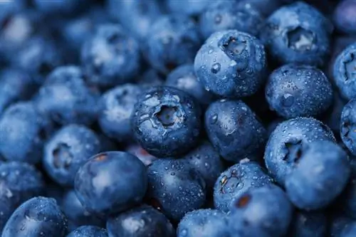 Tangkilikin ang malinis na blueberries: mga tip para sa wastong paghuhugas ng mga ito