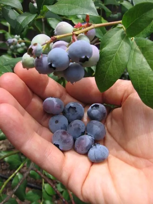 Patabain ang mga nilinang blueberries