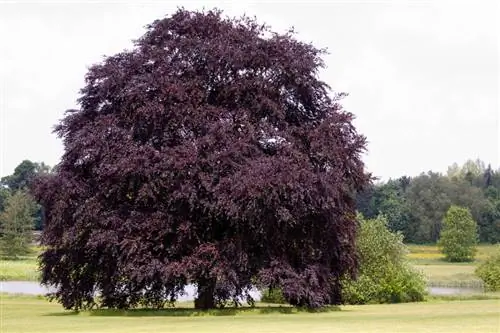 Perfil de haya cobrizo: todo lo que necesitas saber sobre el árbol de hoja caduca