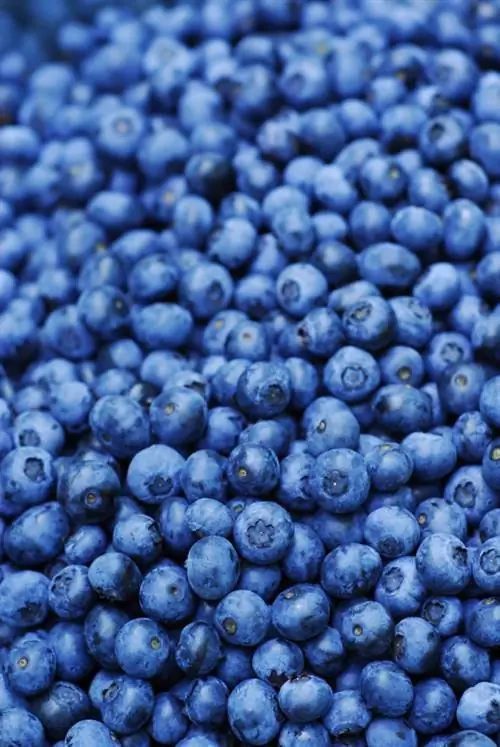 Nilinang blueberry varieties