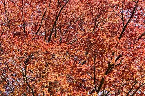 Pohon beech tembaga sebagai pagar tanaman