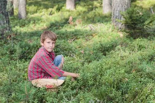 Wilde bosbessen planten