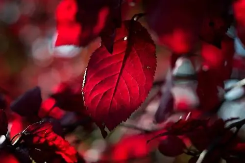 Copper beech leaves: Fascinating coloring & special features