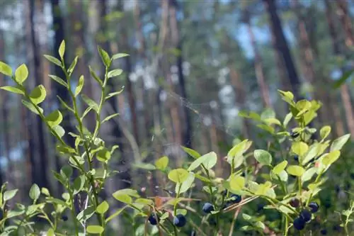 Wild blueberries sa hardin: mga tip sa pagtatanim at pagbili