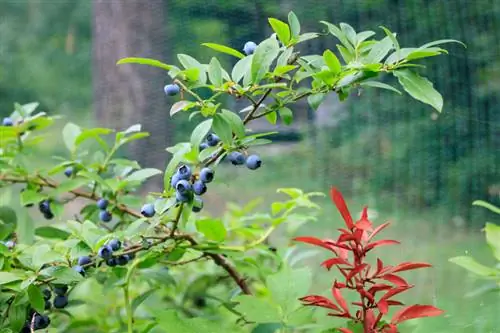 Variedades de arándanos