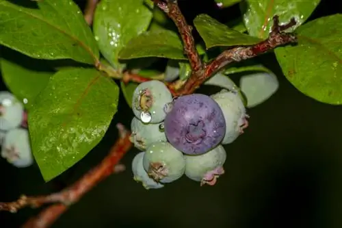 Cog blueberries