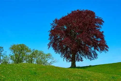 Copper beech pruning