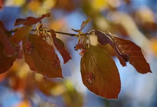 When does the copper beech bloom and what are its special features?