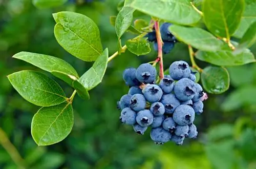 Weka mbolea ya blueberries: lini, vipi na kwa kutumia mbolea gani?