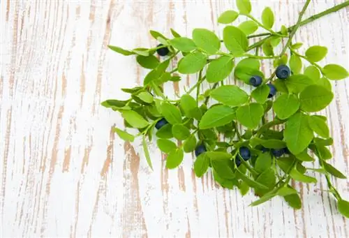 Multiply cultivated blueberries