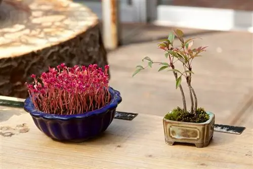 Koperbeuk als bonsai: verzorging, ontwerp en verpotten