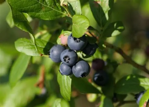 Borovnice na balkonu: Uspešno rastejo in uživajo