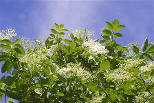 Elderberry baxımı