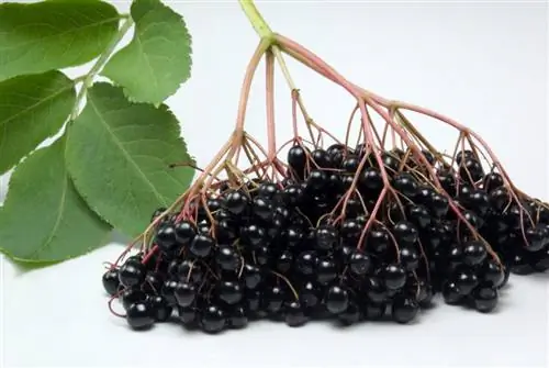 Kumpulkan elderberry