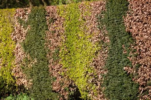 Choroby živého plotu z buka: Ako pomôcť svojmu živému plotu