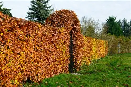 Concime per siepi di faggio