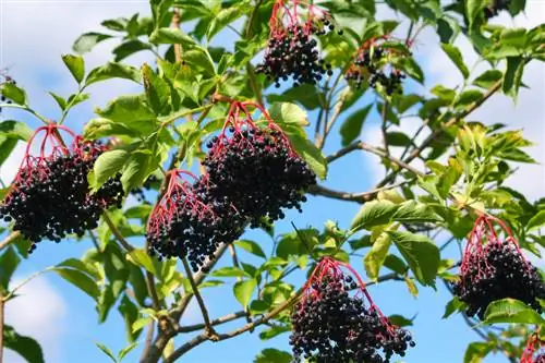 Elderberry тохиолддог