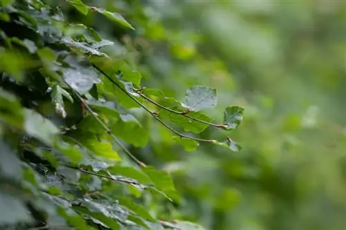 Crescita della siepe di faggio