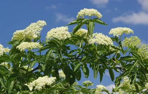 Elderberry ildizlari