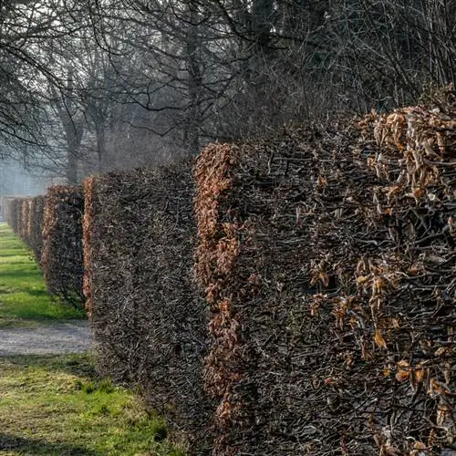 Odstranjevanje bukove žive meje: Tako se to naredi pravilno