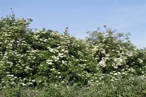 Elderberry hedcinqi