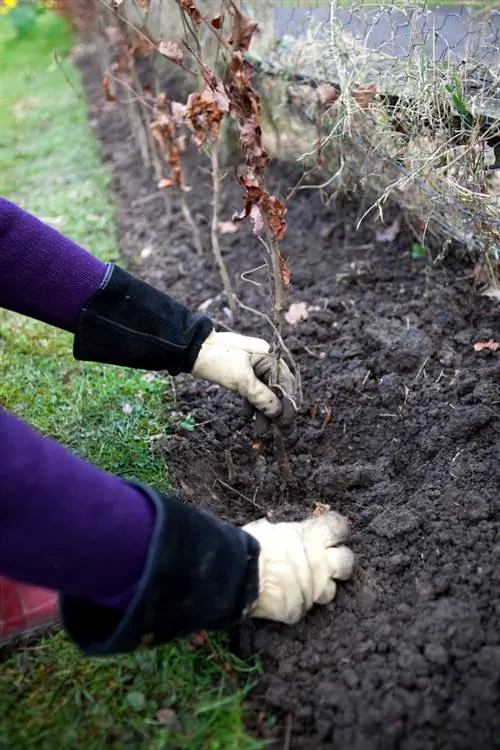 Takto funguje živý plot z buku: zasaďte jej krok za krokem