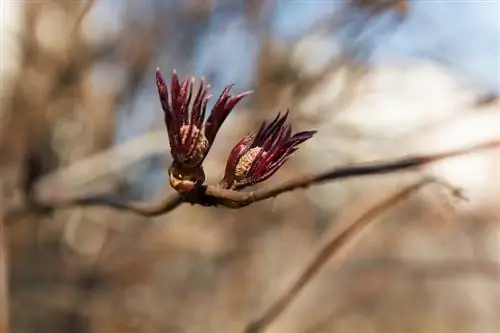 Sureau dentelle noire : beauté aux feuilles rouges dans le jardin