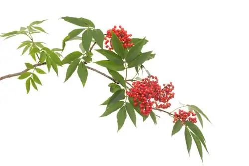 Red elderberry poisonous: What should you pay attention to when consuming it?