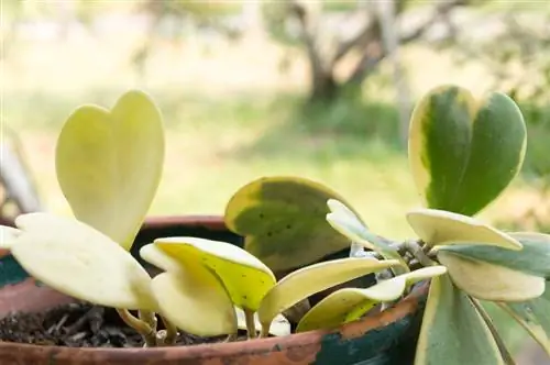 Hoya-plant: Zo gedijt de porseleinen bloem in de tuin