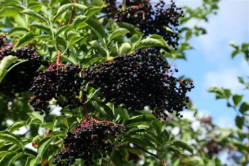 Black Elderberry ในสวน : ชอบตำแหน่งไหนมากกว่ากัน?