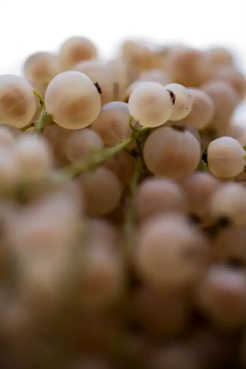 White elderberry plant