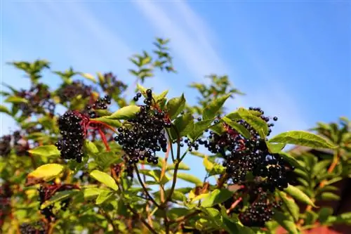 Cut black elderberry