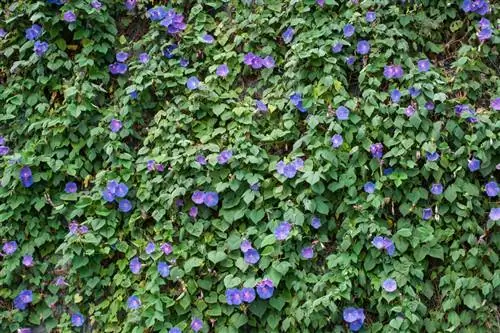 Morning glory in the garden: Which location is optimal?