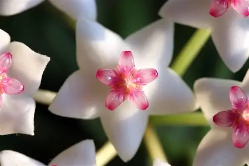 Types of wax flowers: Discover the variety of porcelain flowers